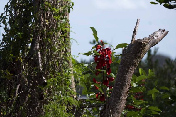 Cockspur coral tree (Erythrina crista-galli) spotted in a public reserve next to the Richmond River in Ballina, close to the walking path in Kingsford Smith Dr, Ballina, Northern Rivers Region, New South Wales. Digital & Downloadable Image.
