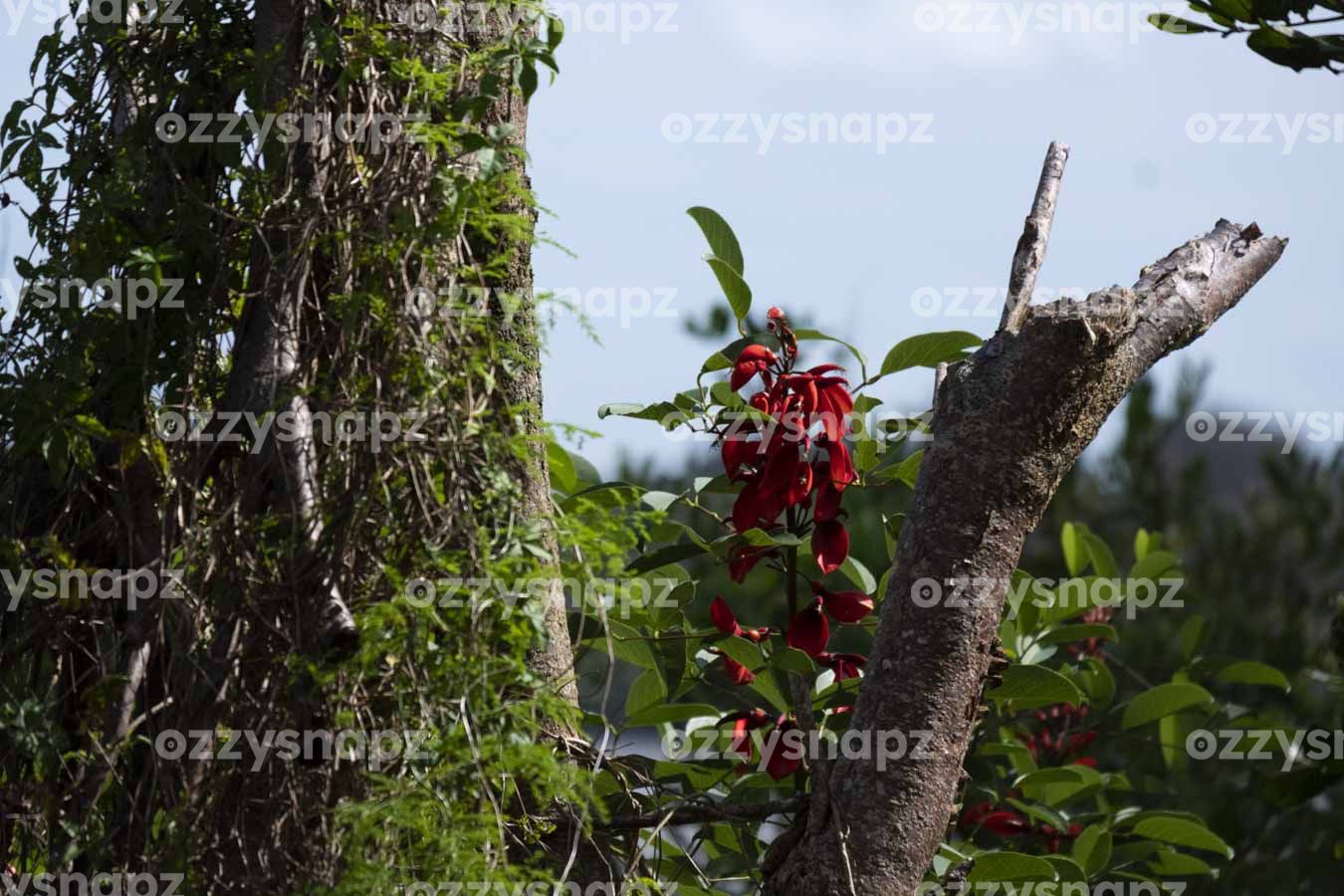 Cockspur coral tree (Erythrina crista-galli) next to Richmond River in Ballina - ID: 221166 Cockspur coral tree (Erythrina crista-galli) spotted in a public reserve next to the Richmond River in Ballina, close to the walking path in Kingsford Smith Dr, Ballina, Northern Rivers Region, New South Wales. Digital & Downloadable Image.