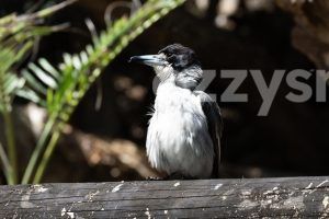 Cute and fluffy butcherbird sitting on a fence next to Lake Ainsworth in Lennox Head. 