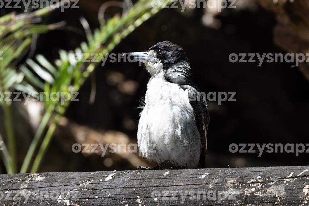 Fluffy butcherbird sitting on a log in Lennox Head Cute and fluffy butcherbird sitting on a fence next to Lake Ainsworth in Lennox Head.