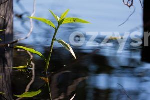 Zoomed-in snap of a growing plant in Lennox Head's tea-tree lake.