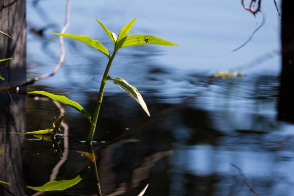 Zoomed-in snap of a growing plant in Lennox Head's tea-tree lake.