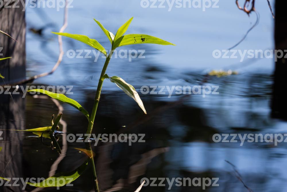 Growing plant close-up at Lake Ainsworth, Lennox Head Zoomed-in snap of a growing plant in Lennox Head's tea-tree lake.