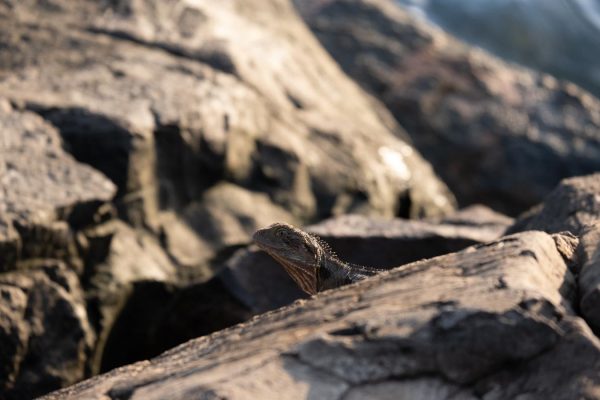 High-quality stock image of Camouflaged Lizard on Rocks in Ballina.