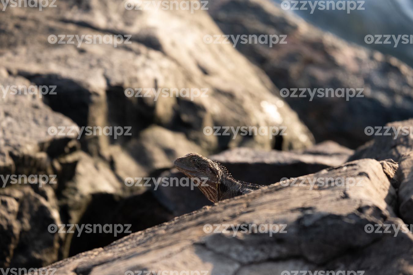ozzysnapz_221356_low High-quality stock image of Camouflaged Lizard on Rocks in Ballina.